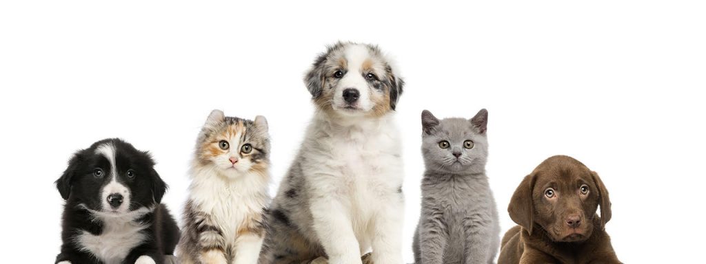 Veterinary